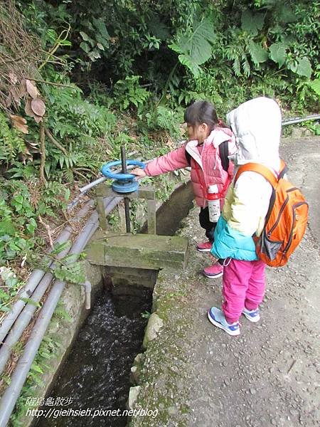 【陪烏龜散步】20170212 賞櫻 十八挖水圳步道