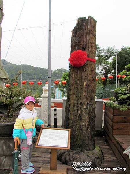 【陪烏龜散步】20170326 漫走虎山溪步道