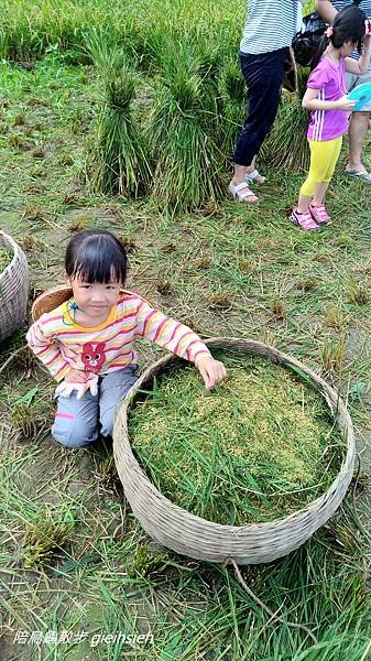 【陪烏龜散步】20170708 收割暨幼兒園畢業典禮