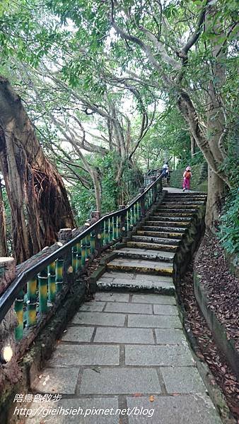 【陪烏龜散步】20171210 劍潭山親山步道