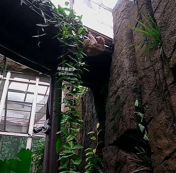 【陪烏龜散步】201911木柵動物園穿山甲館