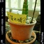 DSC00900.jpg