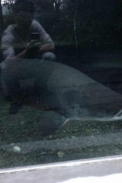 偷騎象魚.jpg