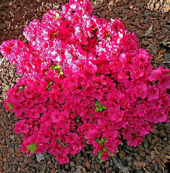 2018-5-007.jpg