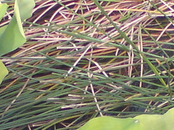 DSC00076.JPG