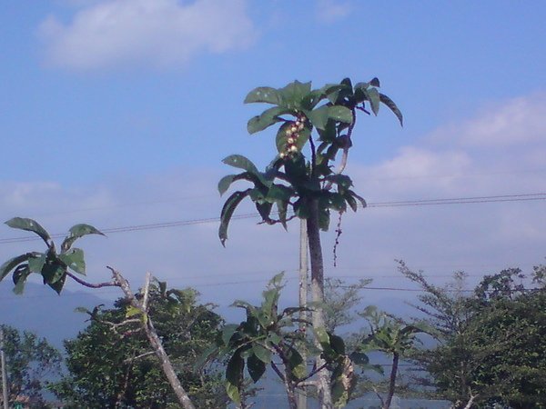DSC00083.JPG