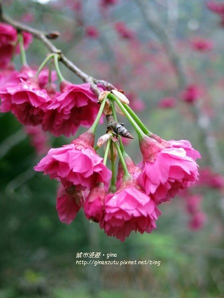 IMG_0181.JPG