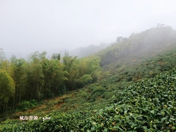IMG_20190323_131026.jpg