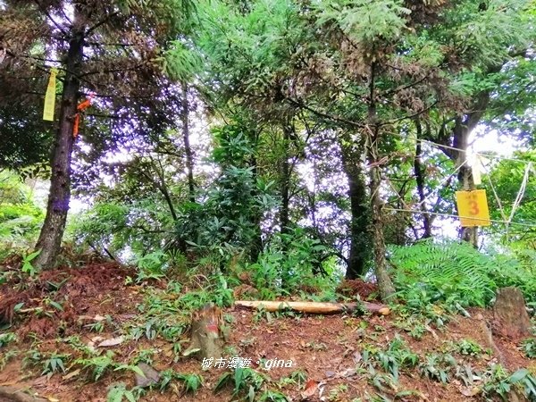 【苗栗南庄】優美山林綠意盎然。 三角湖山 x No32小百岳