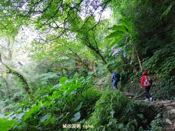 【桃園大溪】古樸山徑綠意盎然。 No23小百岳~溪洲山 57