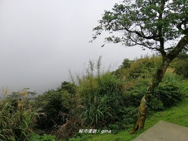 【新北樹林】趣味檢小百岳。No15小百岳大棟山405M