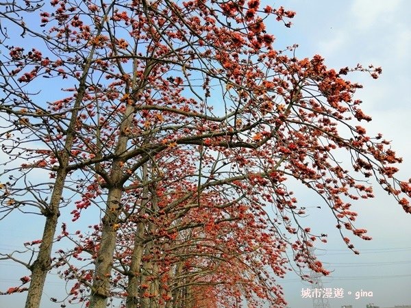【彰化。竹塘】一期一會。 紅綠交織的田野畫布