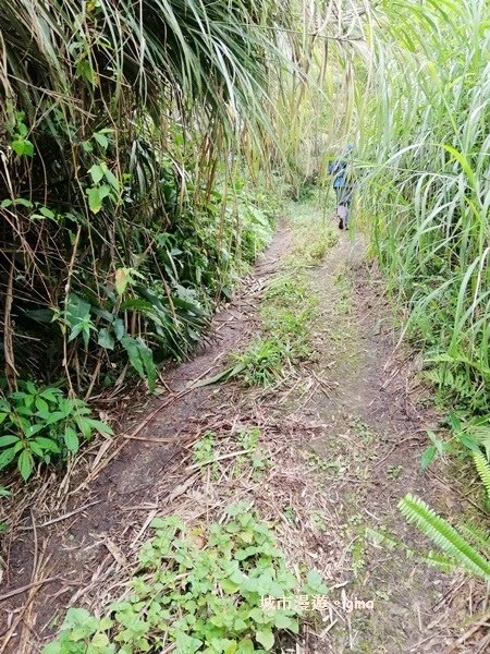 【嘉義番路】荒草漫漫。 No61小百岳~大湖尖山步道1359