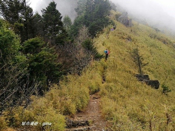 【南投信義】霧鎖山林~一趟座車比爬山還累的百岳。 No60百