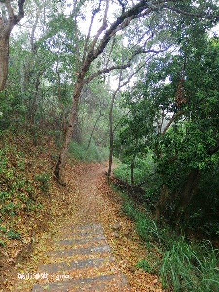 【彰化】郊山步道也有森林的fu。桃源里森林步道