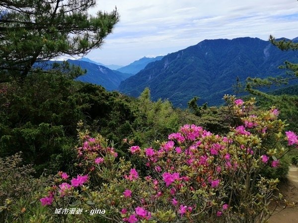 【南投仁愛】箭竹草原全視野~合歡山群最高峰。 No34百岳~