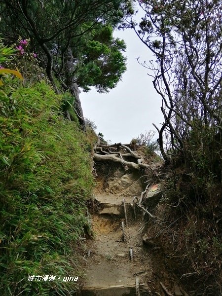 【南投仁愛】箭竹草原全視野~合歡山群最高峰。 No34百岳~