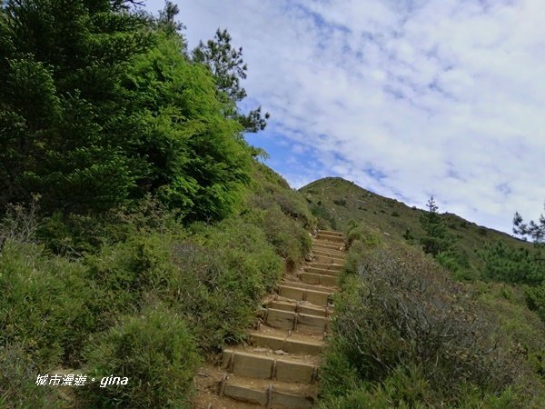 【南投仁愛】箭竹草原全視野~合歡山群最高峰。 No34百岳~