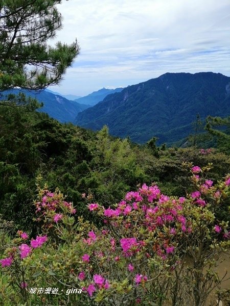 【南投仁愛】箭竹草原全視野~合歡山群最高峰。 No34百岳~