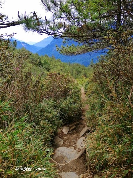 【南投仁愛】箭竹草原全視野~合歡山群最高峰。 No34百岳~