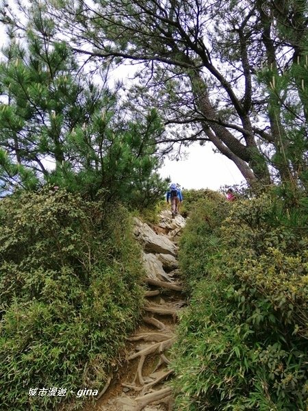 【南投仁愛】箭竹草原全視野~合歡山群最高峰。 No34百岳~