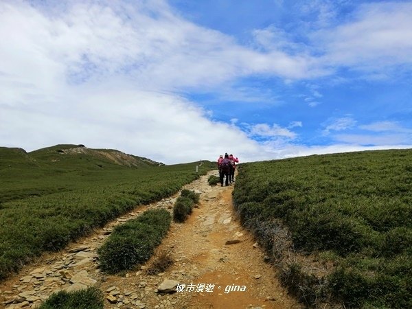 【南投仁愛】箭竹草原全視野~合歡山群最高峰。 No34百岳~