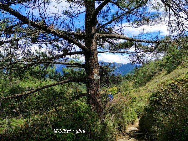 【南投仁愛】箭竹草原全視野~合歡山群最高峰。 No34百岳~