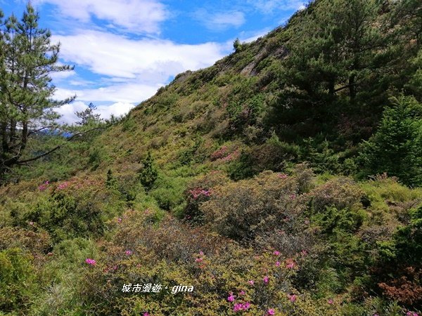 【南投仁愛】箭竹草原全視野~合歡山群最高峰。 No34百岳~