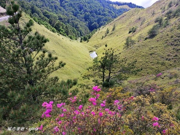 【南投仁愛】箭竹草原全視野~合歡山群最高峰。 No34百岳~