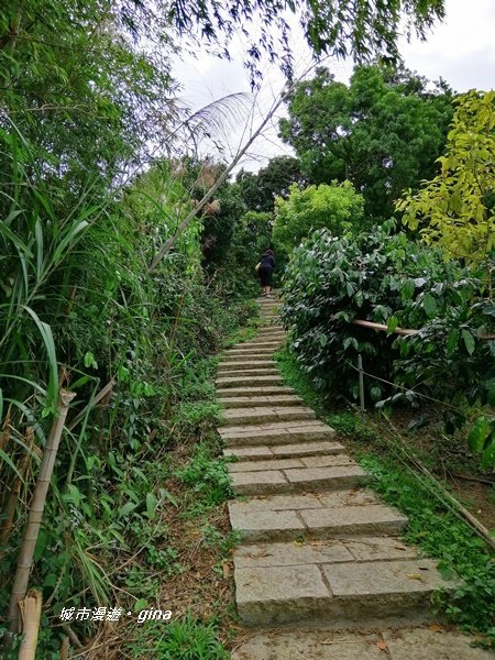 【雲林古坑】雲海茶園潑墨如畫。No56小百岳~雲嘉大尖山