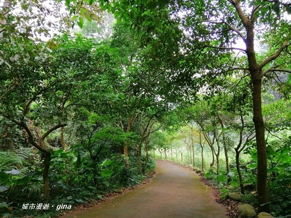 【彰化二水】山林美境尋寶石。 坑內坑森林步道