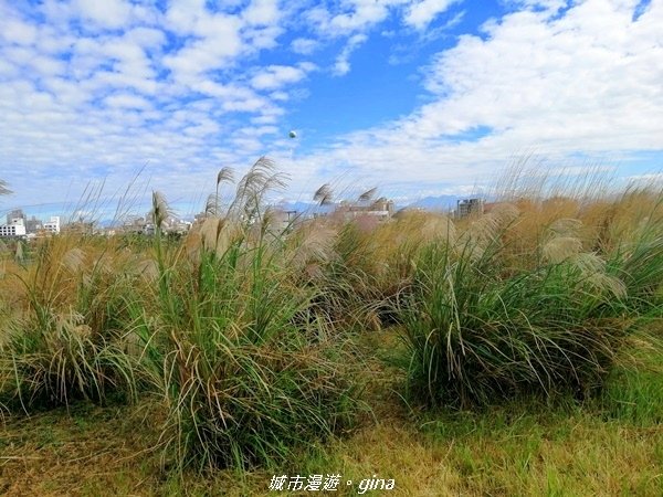 【台中北屯】城市綠肺之需要腳勤。 台中中央公園