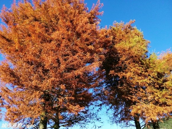 IMG_20201226_151906.jpg