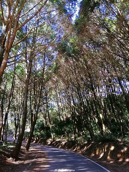 【南投魚池】飽覽層疊山巒賞心悅目。 金龍山步道