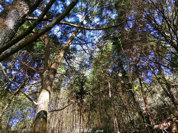 【南投魚池】飽覽層疊山巒賞心悅目。 金龍山步道