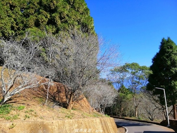 【南投魚池】飽覽層疊山巒賞心悅目。 金龍山步道