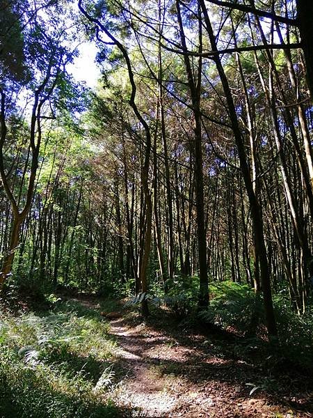 【南投魚池】飽覽層疊山巒賞心悅目。 金龍山步道