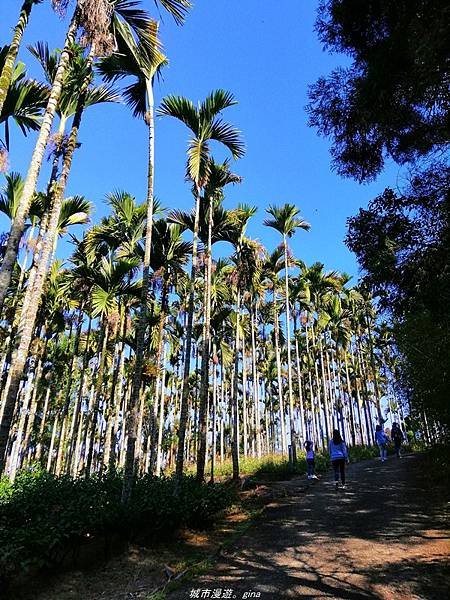 【南投魚池】飽覽層疊山巒賞心悅目。 金龍山步道