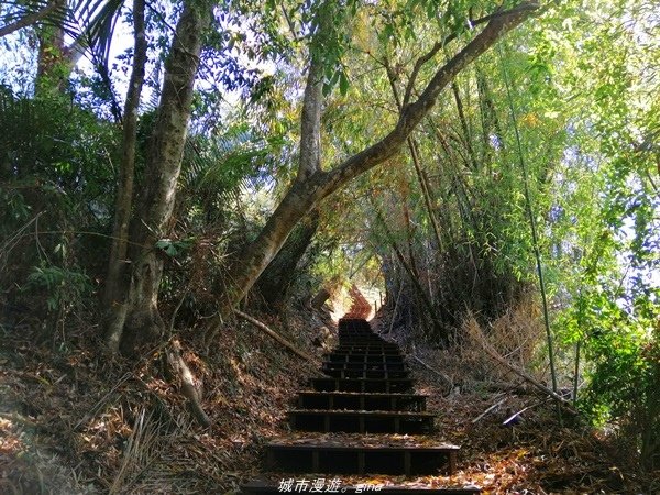 【台中石岡】漸層落羽松~繽紛山行路。 挑物古道x五福臨門步道