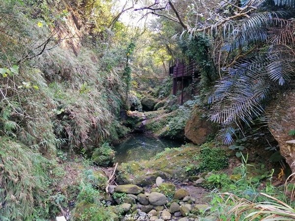 【台中太平】仙氣繩橋山林環繞。 蝙蝠洞登山步道x延伸步道