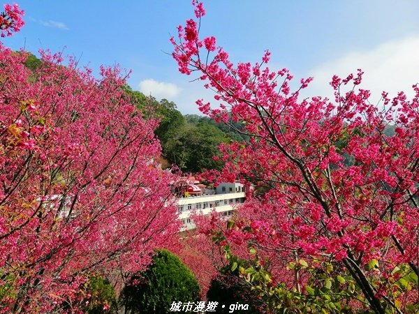 【苗栗獅潭】趁著天晴賞櫻趣。 協雲宮浪漫櫻花