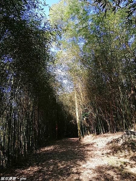 【台中東勢】繁花盛開之山旅漫遊。 軟埤坑天梯步道(北大茅埔山