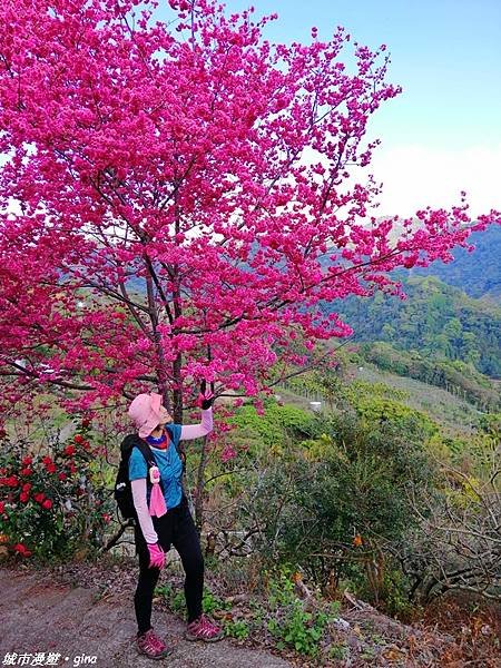 【台中東勢】繁花盛開之山旅漫遊。 軟埤坑天梯步道(北大茅埔山
