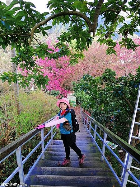 【台中東勢】繁花盛開之山旅漫遊。 軟埤坑天梯步道(北大茅埔山