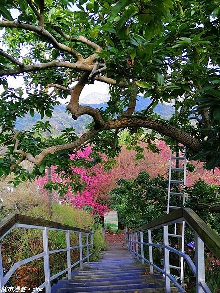 【台中東勢】繁花盛開之山旅漫遊。 軟埤坑天梯步道(北大茅埔山