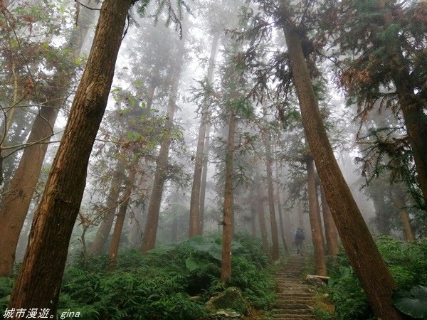 【苗栗獅潭】雲霧裊裊如仙境。 No33小百岳~仙山登山步道