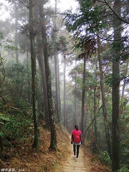 【苗栗獅潭】雲霧裊裊如仙境。 No33小百岳~仙山登山步道