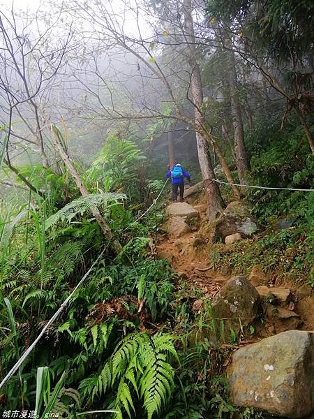 【苗栗獅潭】雲霧裊裊如仙境。 No33小百岳~仙山登山步道