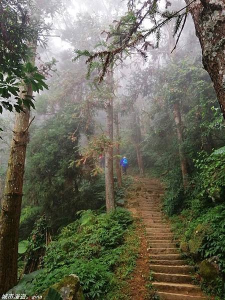 【苗栗獅潭】雲霧裊裊如仙境。 No33小百岳~仙山登山步道