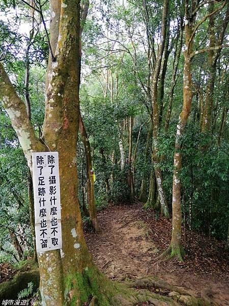 【苗栗獅潭】雲霧裊裊如仙境。 No33小百岳~仙山登山步道